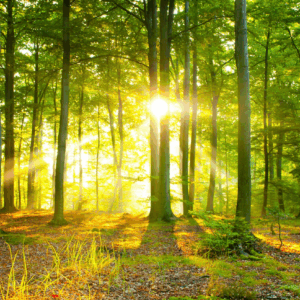 Meld deg på vårt populære sommerretreat i 2026 16.–19. juli!